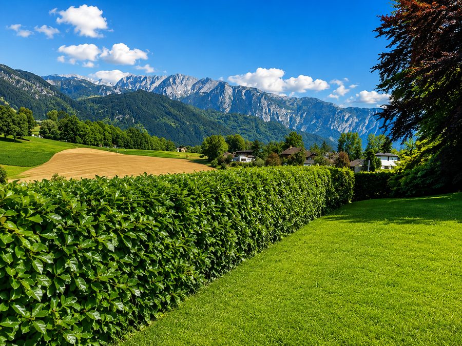 Frisch geschnittene Hecke mit Blick auf die Berge